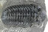 Prone Austerops Trilobite - Morocco #216579-1